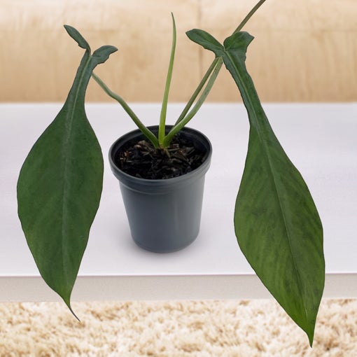 Philodendron Joepii 4" | GREENHORN GARDENS