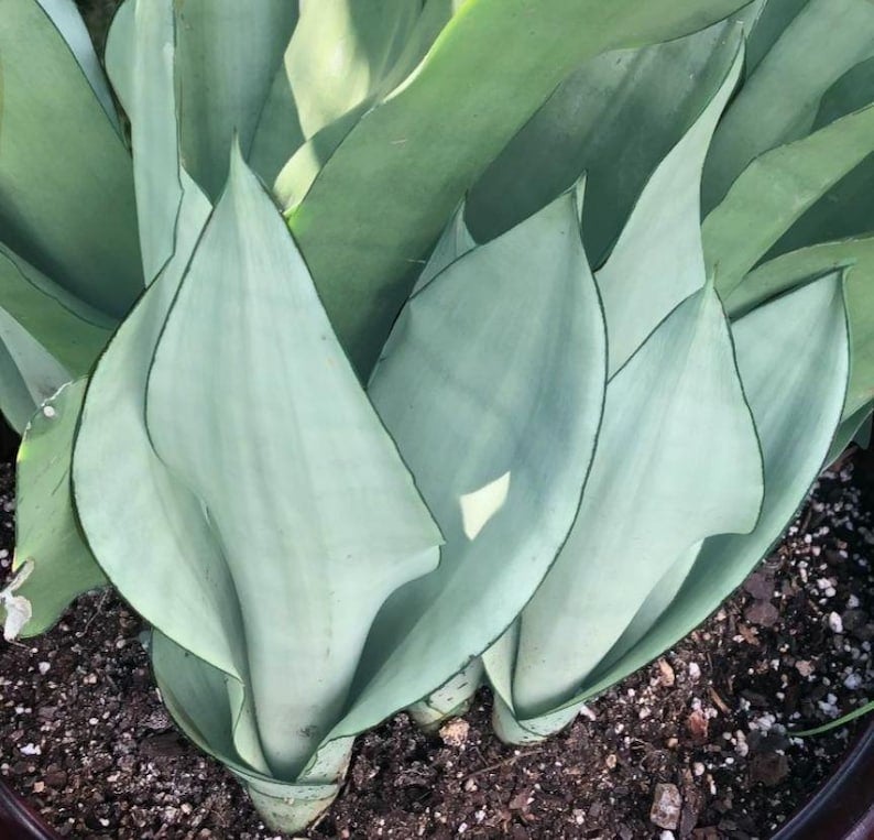 Sansevieria Moonshine - Silver Snake Plant 4" | GREENHORN GARDENS