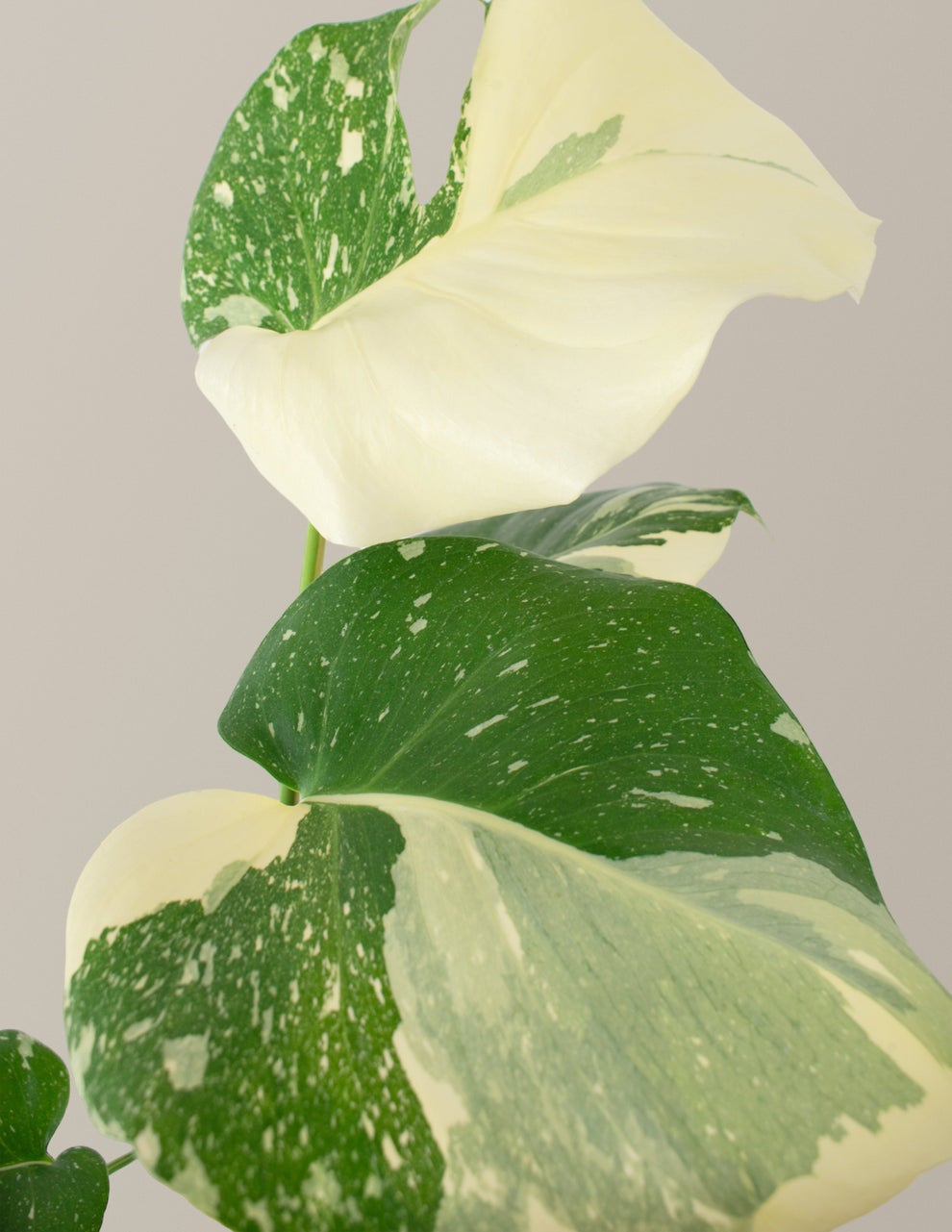 ⭐︎美株⭐︎ Monstera 'Thai Constellation' 4号 Amazon.com : Thai Constellation Monstera - Live Plant in a 4