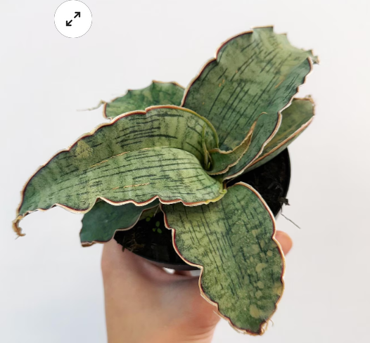 SANSEVIERIA KIRKII BLUE - 4" | GREENHORN GARDENS
