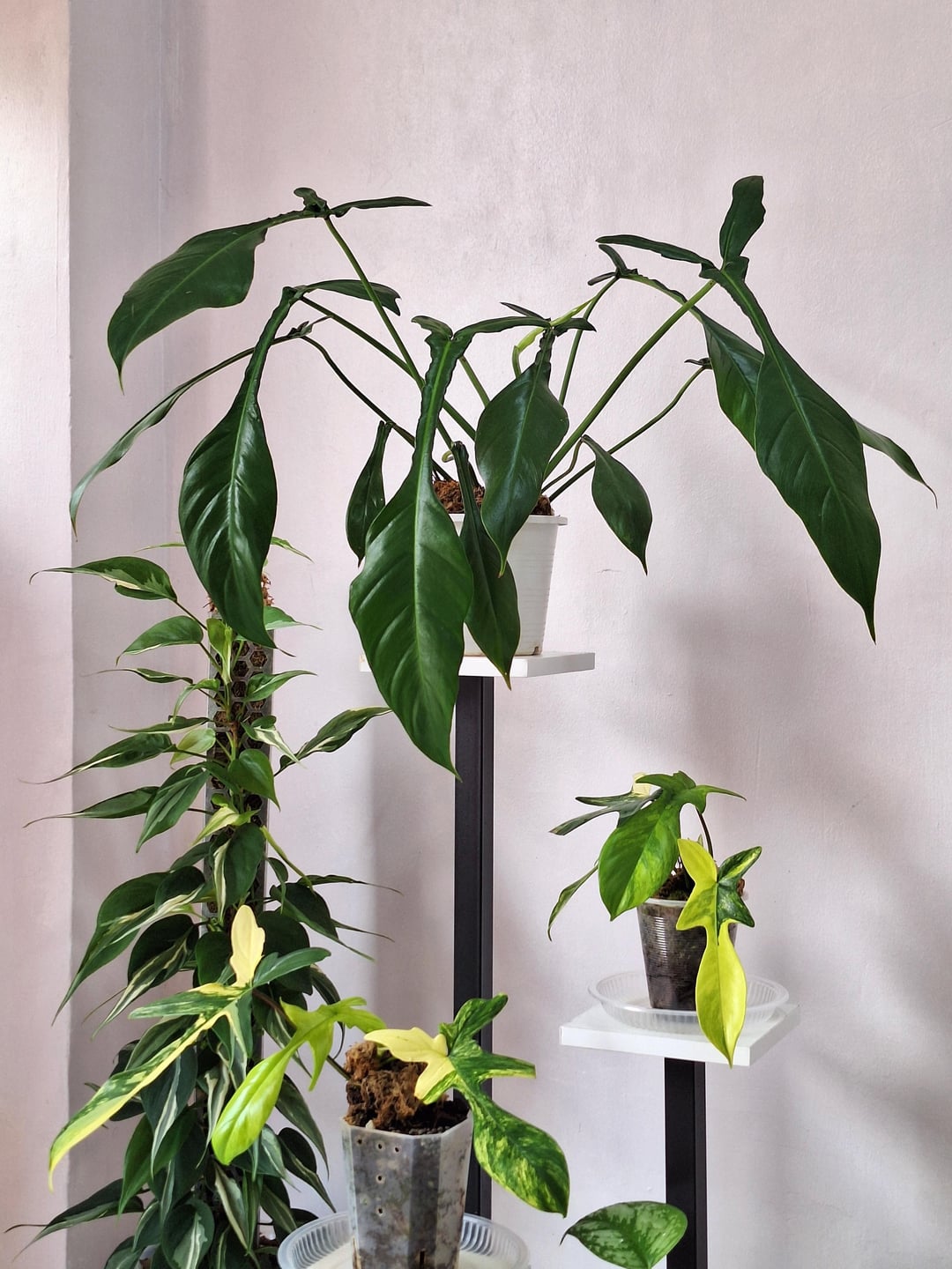 Philodendron Joepii 4