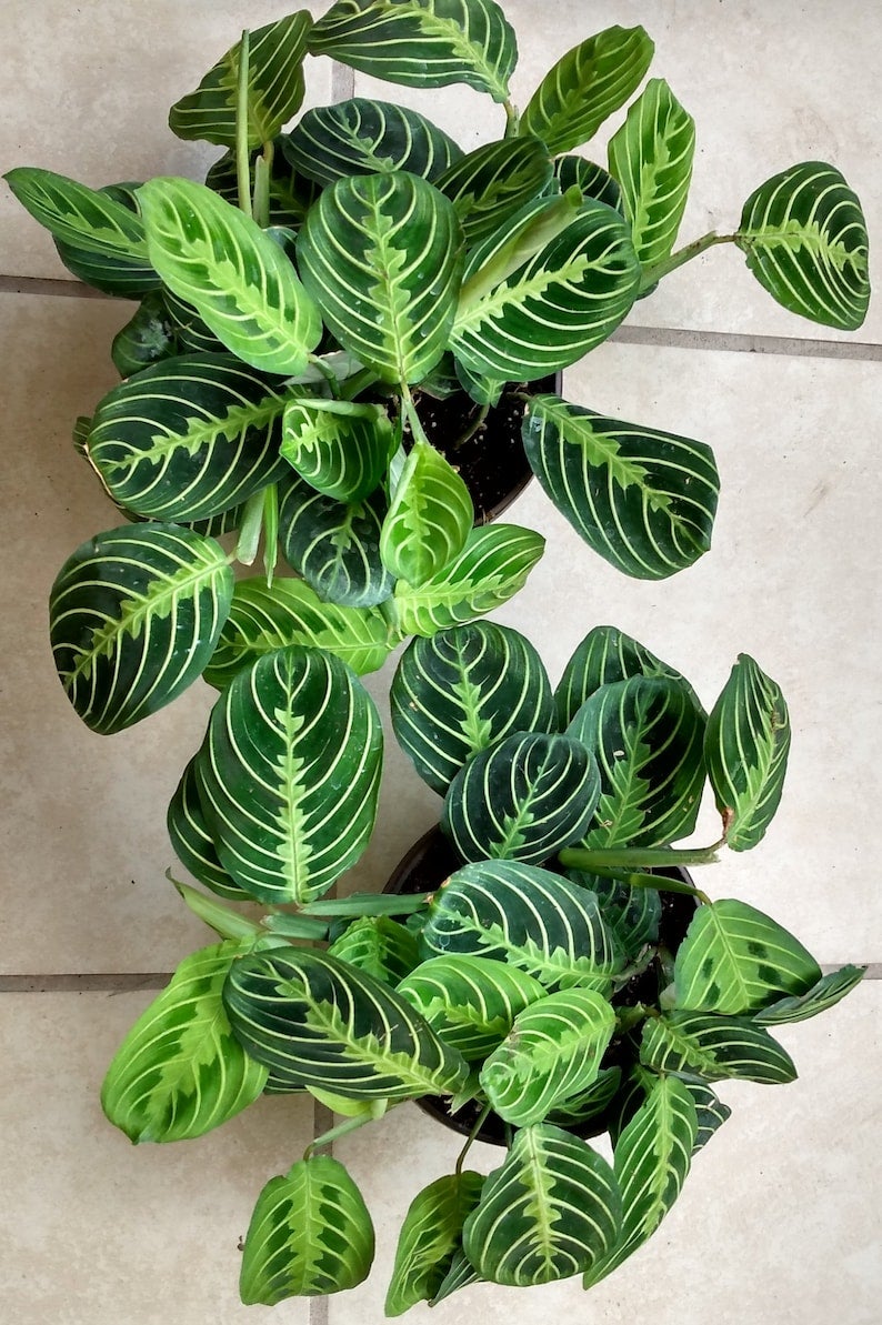 Lemon Lime Prayer Plant  Maranta Leuconeura 4" | GREENHORN GARDENS